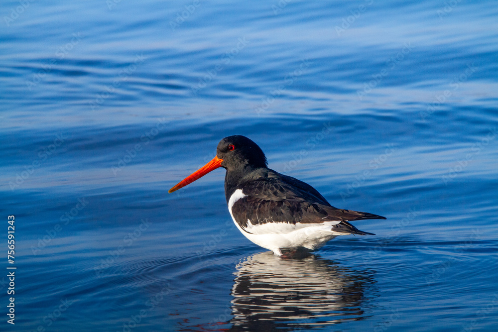 oystercatcher bird that lives on the beaches of europe po delta regional park oystercatcher bird that lives on the beaches of europe po delta regional park