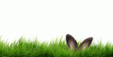 rabbit ears on isolated background on green meadow postcard, card, wallpaper