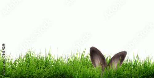 rabbit ears on isolated background on green meadow postcard, card, wallpaper