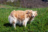 small cross-breed domestic companion dog
