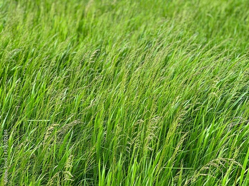 Green grass field meadow bluegrass. 