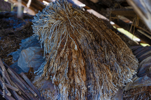 Obraz na plátne Close up of decaying old tobaco in rural Virginia, USA