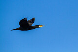 cormorant bird that lives on the beaches of Europe Po Delta Regional Park