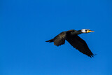cormorant bird that lives on the beaches of Europe Po Delta Regional Park