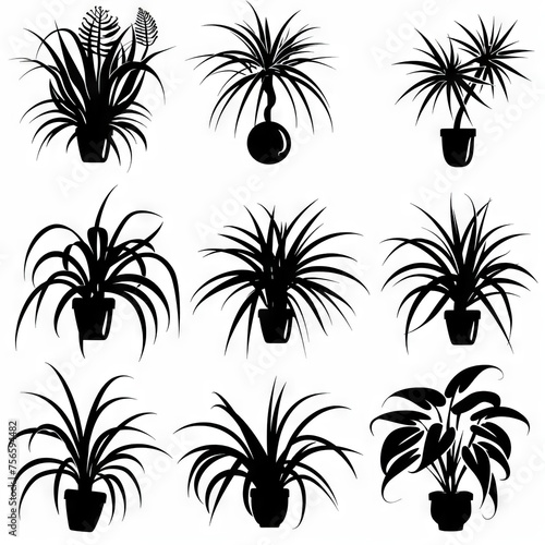 Spider Plant  Chlorophytum comosum   Pot Plant Flat Icon Set  Chlorophytum Plant Black White Design