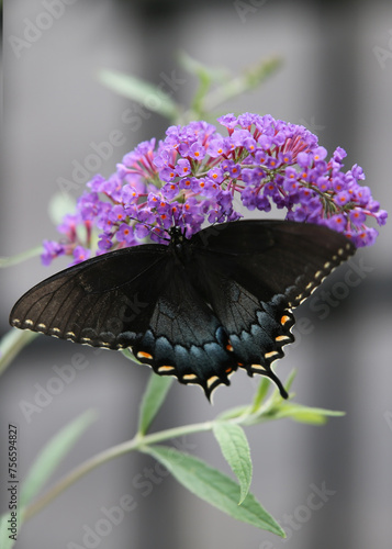 butterfly on flower
