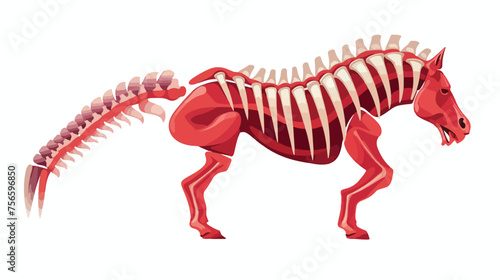 Horse spine right side muscle anatomy medical