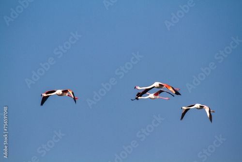 flamingo bird that lives on the beaches and marshes of europe po delta regional park