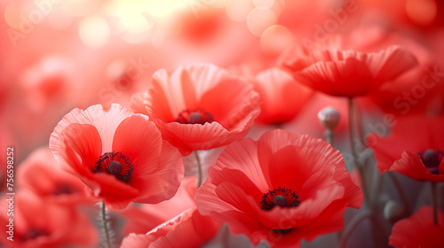Red poppies field. Beautiful nature scene with blooming red poppies. Red poppies field. Red poppies field. Soft focus