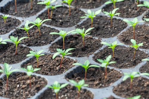 Green seedling gazania perennial herbaceous plants grows in glasshouse. Replanting treasure flower asteraceae family in greenhouse gardening. Houseplant in flowerpot. Horticulture and floriculture.