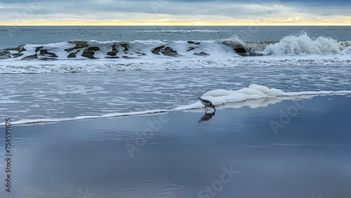 Amelia Island Florida Beach on Gray Cloudy Day with birds