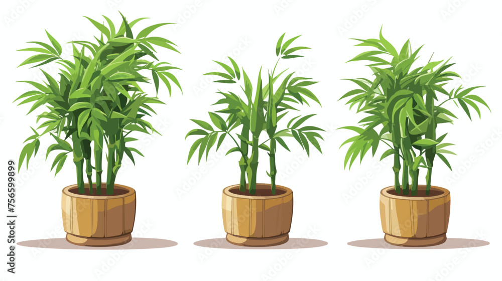 Illustration of Bamboo bushes in a pot 