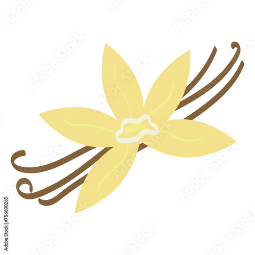 Vanilla flower with dried vanilla sticks, vector illustration, vanilla spice clipart