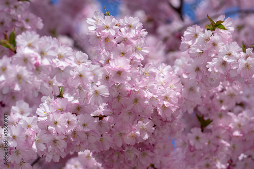 Obraz na płótnie Prunus sargentii accolade sargent cherry flowering tree branches, beauty groups light pink petal flowers in bloom and buds w salonie