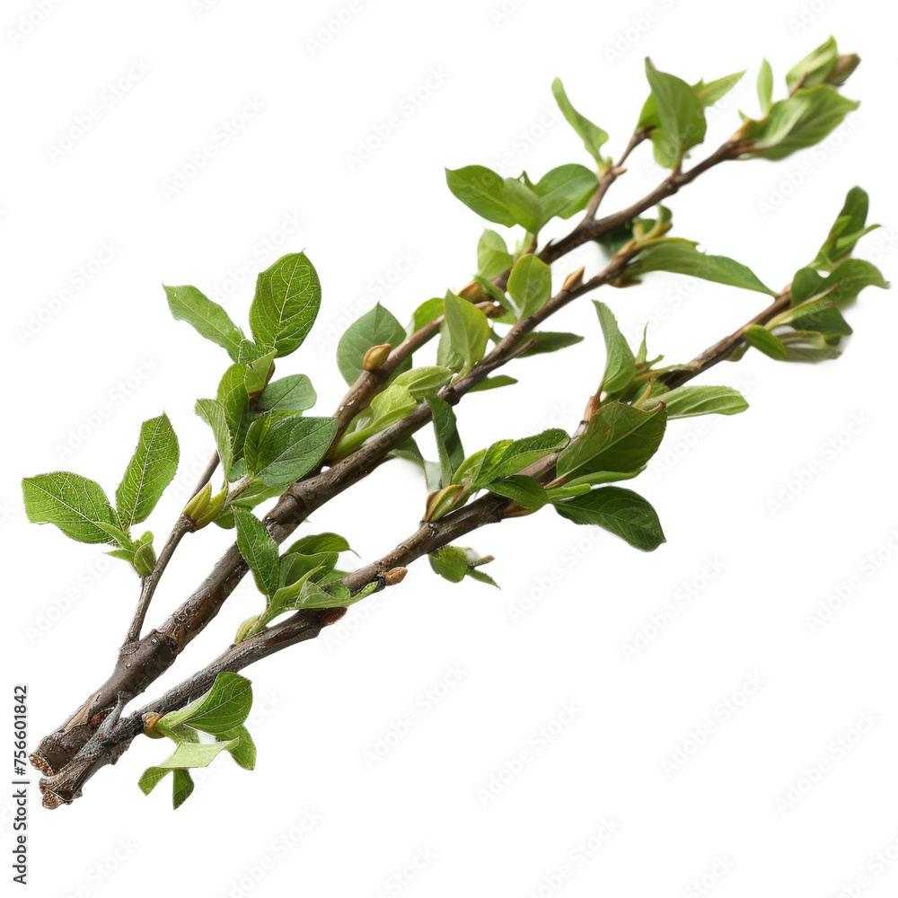 Branch With Green Leaves On a Transparent Background PNG Branch With Green Leaves On a Transparent Background PNG