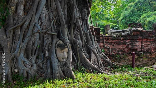 ..The head of a Buddha image from the Ayutthaya period, .more than a hundred years old, is in the roots of a tree. .It is a sandstone Buddha image with only the head remaining. amazing Thailand. photo