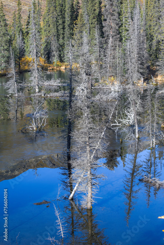 Yukon in Canada  wild landscape in autumn of the Tombstone park  reflection of the trees in a lake at sunrise 