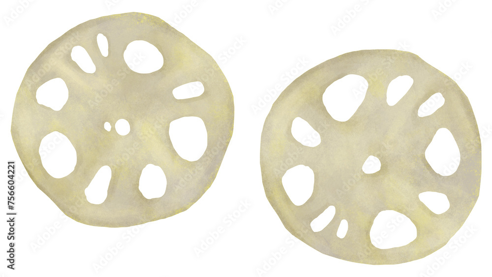 Fototapeta premium 輪切りしたレンコンのイラスト