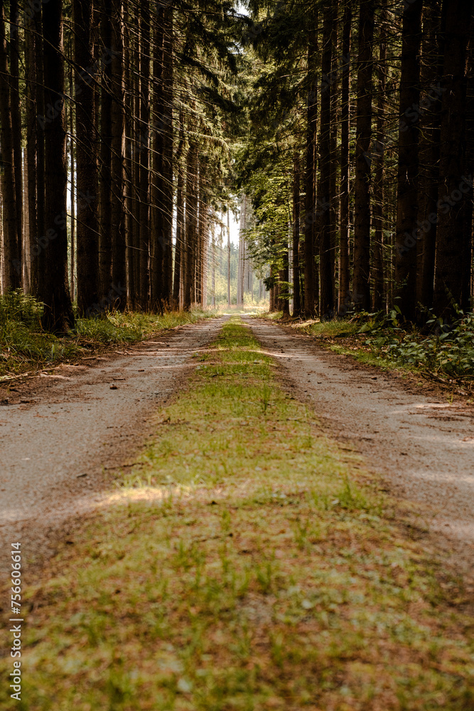 Fototapeta premium path in the forest