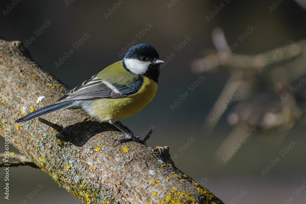 Fototapeta premium great tit on the tree