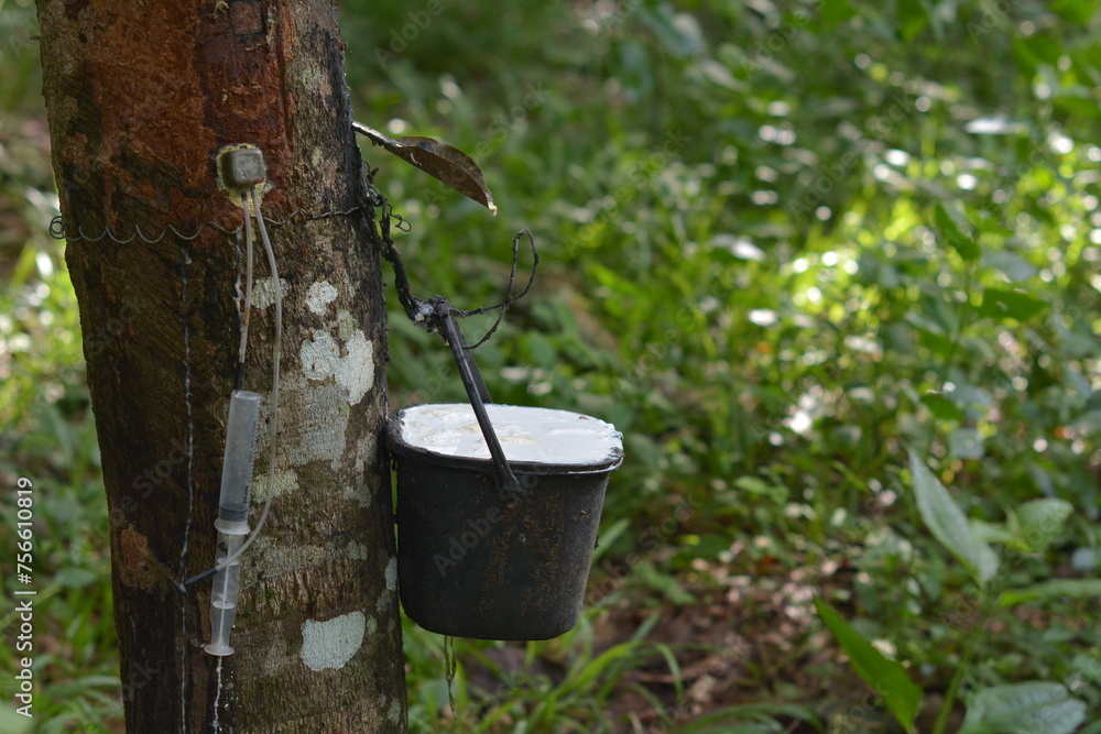 Fototapeta premium An old metal bucket filled with fresh latex. Ready to nourish thirsty plants in a vibrant summer garden.