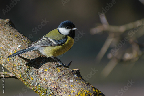 great tit on the tree