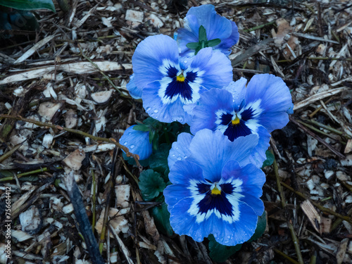 les fleurs de primtemps