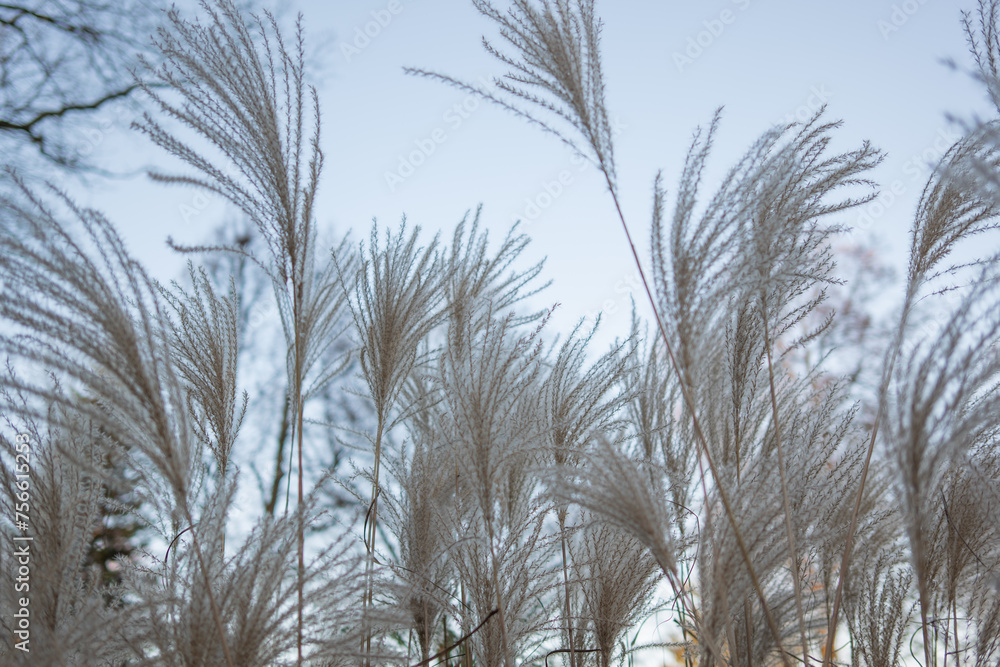 Obraz premium Gräser im Winterhimmel