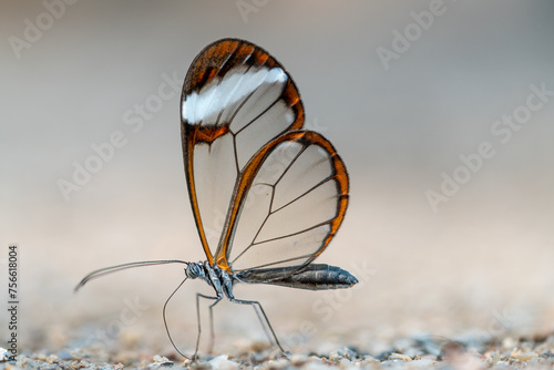 Glasswing Butterfly - Greta Oto photo