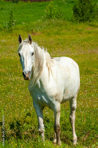 A beautiful and serene image of a white horse grazing. Brings a feeling of peace and tranquility. Ideal for nature lovers or those seeking relaxation.