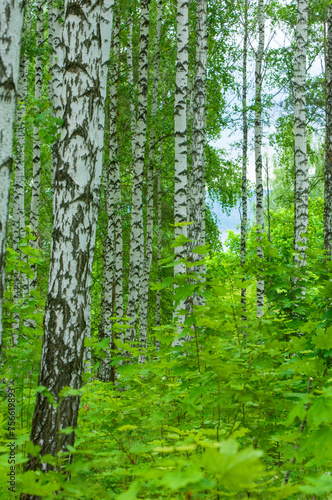 Fototapeta Naklejka Na Ścianę i Meble -  Immerse yourself in a lush birch tree paradise. Enjoy the vibrant green leaves surrounding you. Feel connected to nature and its beauty.