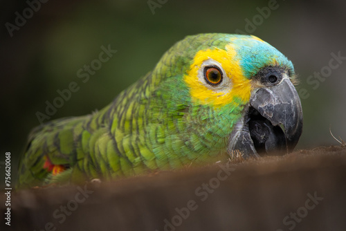 Amazona aestiva, commonly known as papagaio-verdadeiro, is a bird from the family of psittacídos, native to eastern Brazil