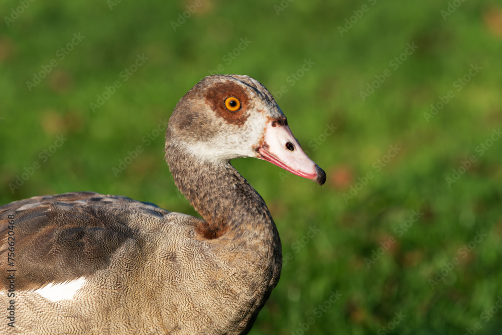Close-up portrait of an adult female Nile or Egyptian goose (Alopochen aegyptiaca) Close-up portrait of an adult female Nile or Egyptian goose (Alopochen aegyptiaca)
