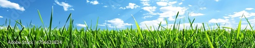 Grassy Field With Blue Sky and Clouds