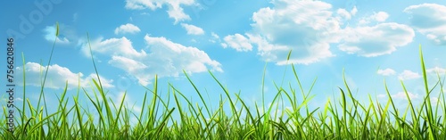 Grassy Field With Blue Sky and Clouds