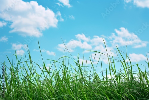 Grassy Field With Blue Sky