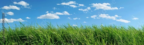 Lush Green Grass Field Under Blue Sky