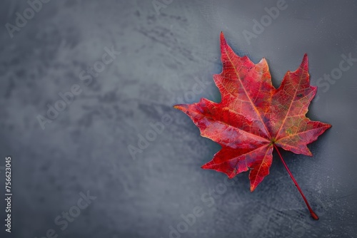 A vibrant red maple leaf delicately rests upon a smooth gray surface, showcasing the beauty of natures fall transition.