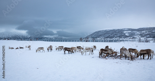Beautiful panoramic image of a herd of reindeer on a saami farm in northern Norway photo