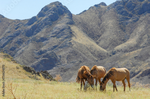 Horses graze peacefully in the picturesque river delta. Stunning backdrop of rock formations in the steppe. Natural and tranquil setting for horse lovers to enjoy the wild nature.