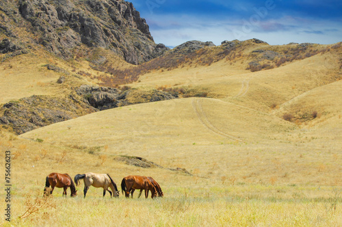 Scenic view of horses grazing in nature. The river delta provides a tranquil backdrop for the animals. The steppe landscape complements the natural beauty of the landscape.