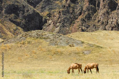 Wild horses roam freely in their natural habitat. Stunning river delta scenery and rocky landscapes. Experience the beauty of nature and wildlife first-hand.
