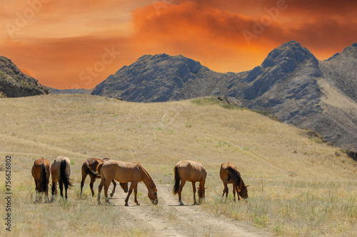 Picturesque views of horses grazing in a natural setting. Relaxing shots of wildlife in their habitat. Stunning scenery of the river delta and rocky terrain. Nature photographs that capture beauty