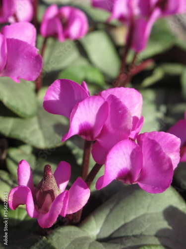 Zbliżenie na kwiaty rośliny z gatunku Cyclamen photo