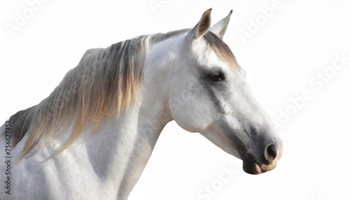 White horse, many angles and view portrait side back head shot isolated on white background  © blackdiamond67