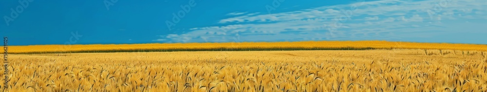 Fototapeta premium Wheat Field Under Blue Sky