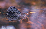 A pine cone dreams, gently resting on the surface of the water. Relaxing by a small pond in the woods.