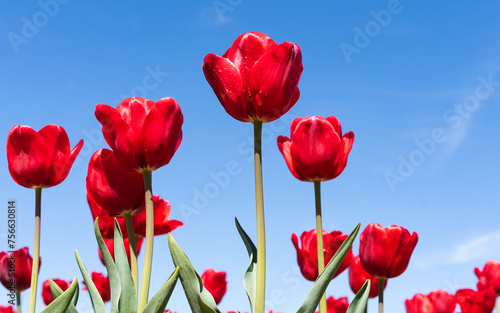 Colorful and gorgeous tulips 