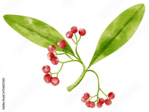 Branch of Red berries watercolor style Decorative Element