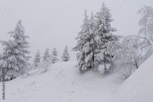 stille Winterlandschaft, verschneite Bäume auf einem Hügel